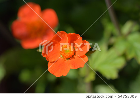 Dwarf orange avens Dwarf orange avens 54755309