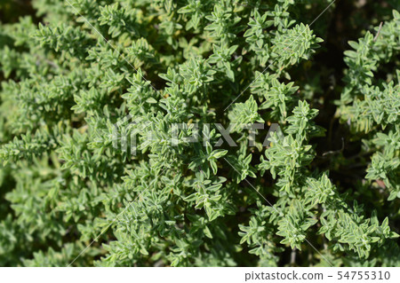 Visianis savory Visianis savory 54755310