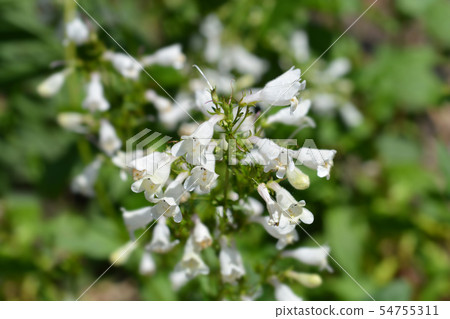 Cobaea beardtongue Cobaea beardtongue 54755311