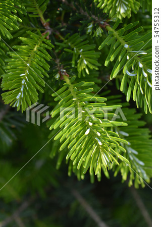 Blue Whistle Korean Fir Blue Whistle Korean Fir 54755312