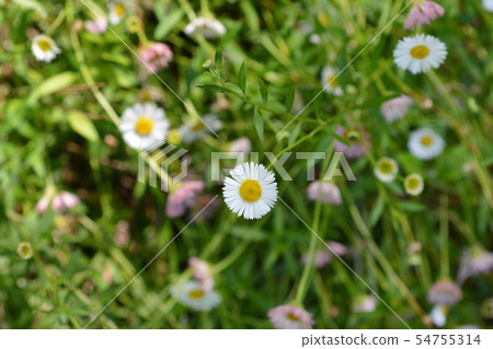 Mexican fleabane Mexican fleabane 54755314