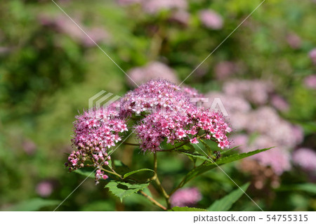 Japanese meadowsweet 54755315