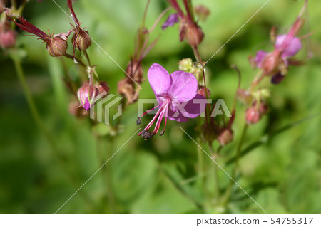 Rock cranesbill Rock cranesbill 54755317
