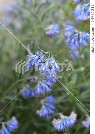 Balkan endemic blue flower 54755318