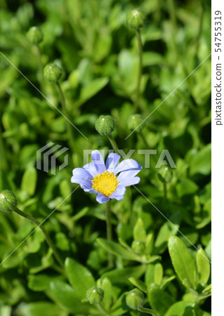 Blue daisy Felicitara Blue Blue daisy Felicitara Blue 54755319
