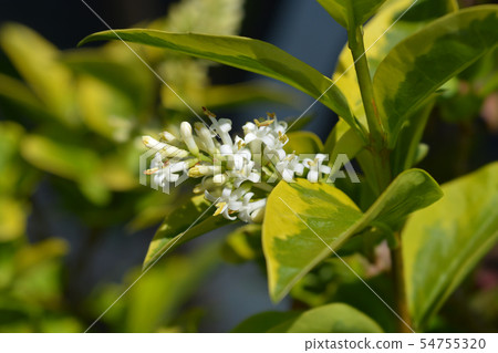 Golden privet 54755320