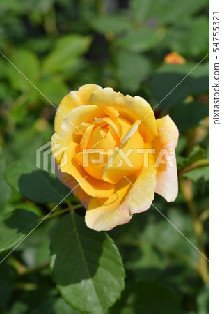 Rose Graham Thomas Rose Graham Thomas 54755321