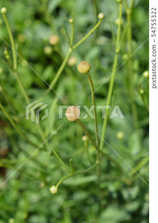 Giant scabious Giant scabious 54755322