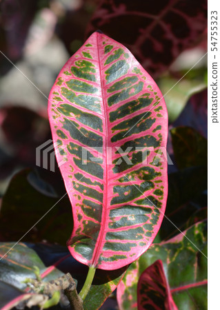 Variegated croton 54755323