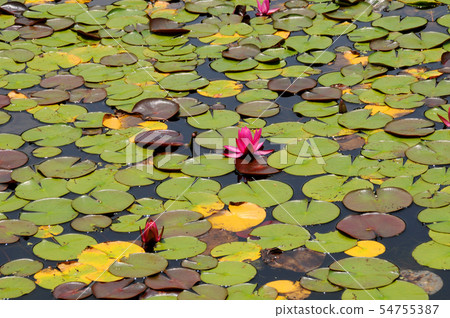 Water lily 54755387