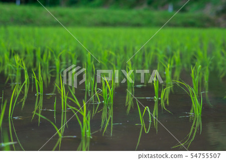 新鮮的綠色米飯 54755507
