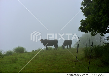 在兵庫縣的小雨和霧香町放牧田島牛的風景 54755508