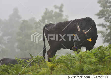 在兵庫縣的小雨和霧香町放牧田島牛的風景 在兵庫縣的小雨和霧香町放牧田島牛的風景 54755511