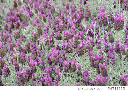  法國薰衣草 54755635