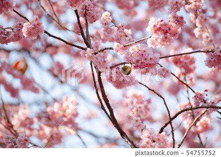 Stitched eyes child Stitched eyes child 54755752