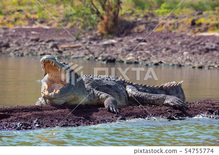 big nile crocodile, Chamo lake Falls Ethiopia 54755774