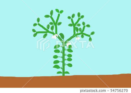 Green pepper at home garden 54756270