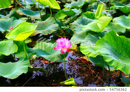 A lotus, A pond, A lotus, A lake, A sperm, A park, A lotus, A pond, A lotus, A lake, A sperm, A park, 54756362