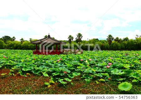 A lotus, A pond, A lotus, A lake, A sperm, A park, 54756363