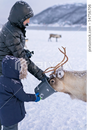 Tourists feeding reindeer in the winter Tourists feeding reindeer in the winter 54756706