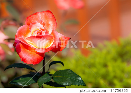 Beautiful rose flower (background blur image) 54756865