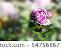 美麗的玫瑰花朵（背景模糊圖像） 54756867