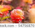美麗的玫瑰花朵（背景模糊圖像） 54756870