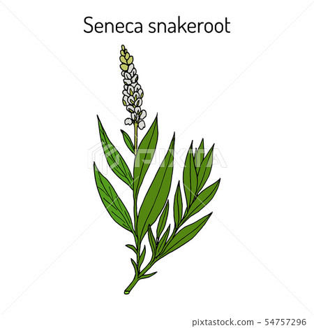 Seneca snakeroot Polygala senega , medicinal plant 54757296