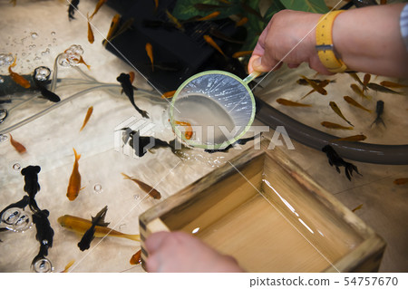 [淺草金魚sc] 54757670