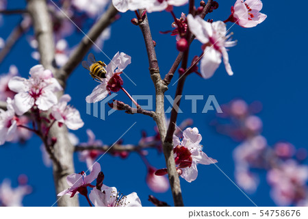 A bee flying over an almond flower 54758676