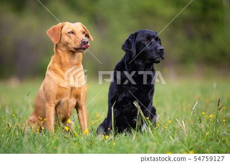 Two Labrador retriever dogs, yellow and black 54759127