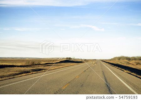 Canada 54759193