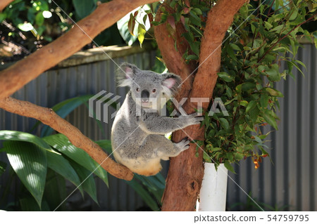Koala Koala 54759795