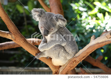 Koala 54759806