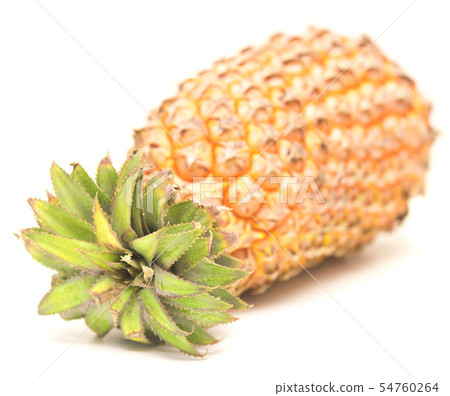 ripe pineapple ripe pineapple 54760264