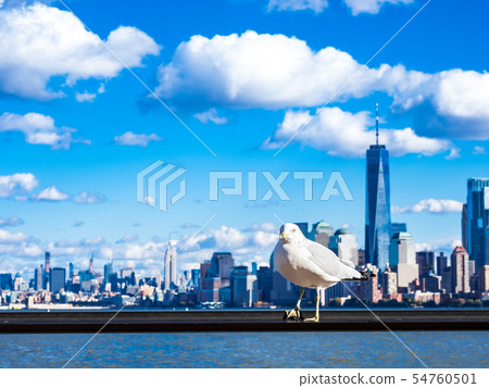 New York Gull and Manhattan Skyscraper New York Gull and Manhattan Skyscraper 54760501