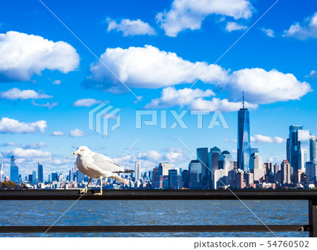 New York Gull and Manhattan Skyscraper New York Gull and Manhattan Skyscraper 54760502
