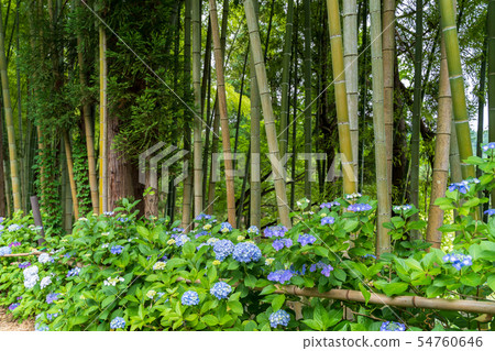 Izushi Fushudo的Ajisai Approach Yamagata,山形縣 Izushi Fushudo的Ajisai Approach Yamagata,山形縣 54760646