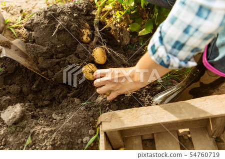 Young farmer working at his garden in sunny day 54760719