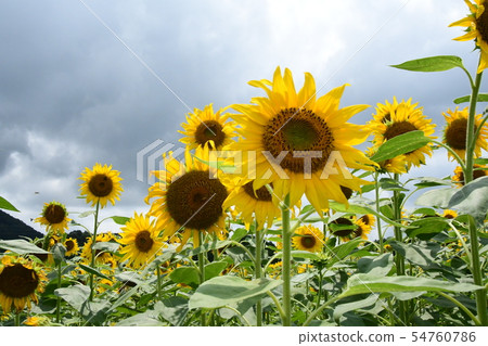 向日葵田 54760786