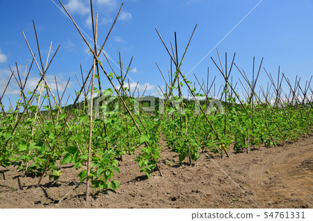 在北海道Rusutsu-mura採取花田的夏天風景 54761331