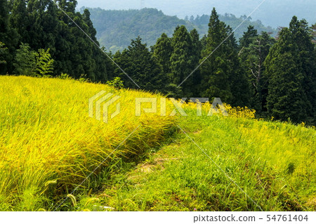 Shayin Tanada的秋天 Shayin Tanada的秋天 54761404