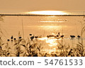 Sunset scenery and waterfowl of Lake Biwa 54761533