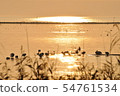 Sunset scenery and waterfowl of Lake Biwa 54761534