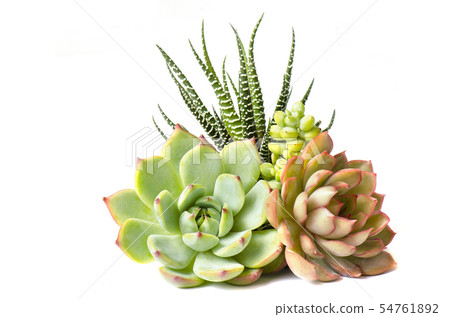 Mix of Succulent Plant Arrangement  54761892