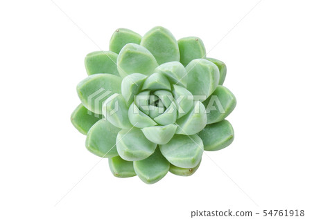 Green Succulent Flower Plant White Background 54761918