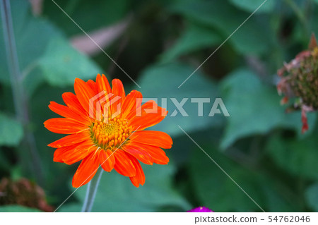 zinnia orange flower blooming in park blur green zinnia orange flower blooming in park blur green 54762046