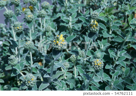 Jerusalem Sage Flower language is "a positive mind" 54762111