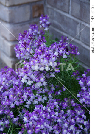 Princess Goldfish Linaria flower language "notice this love" 54762153