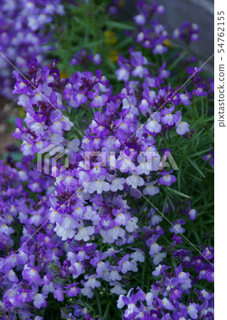 Princess Goldfish Linaria flower language "notice this love" 54762155